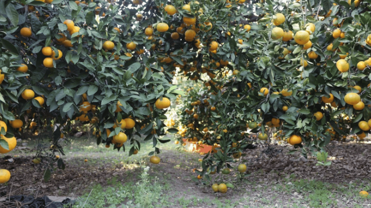 Foto - Fiyatı 2 liraya kadar indi! Tonlarcasını bedavaya dağıttılar