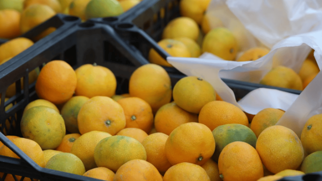 Fiyatı 2 liraya kadar indi! Tonlarcasını bedavaya dağıttılar