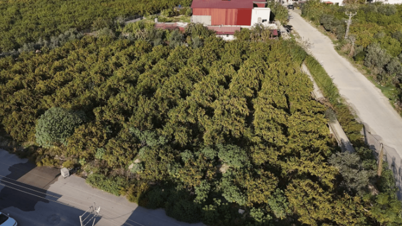 Foto - Fiyatı 2 liraya kadar indi! Tonlarcasını bedavaya dağıttılar