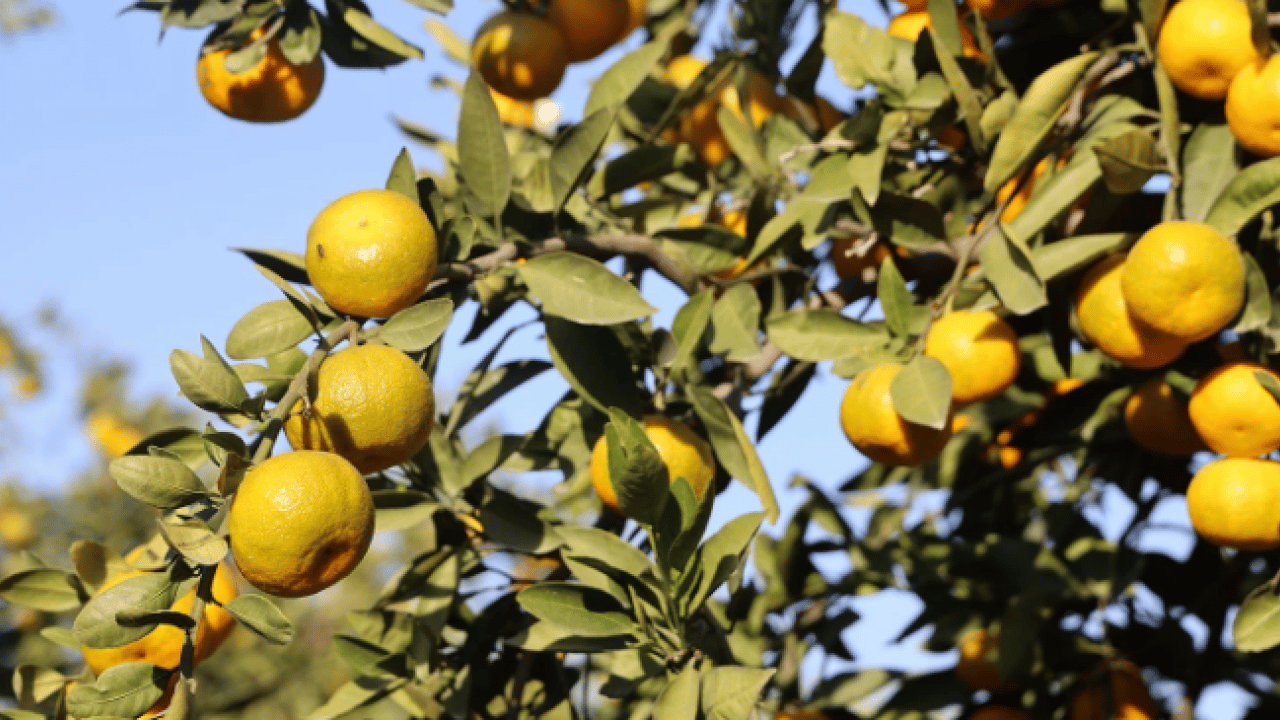 Foto - Fiyatı 2 liraya kadar indi! Tonlarcasını bedavaya dağıttılar