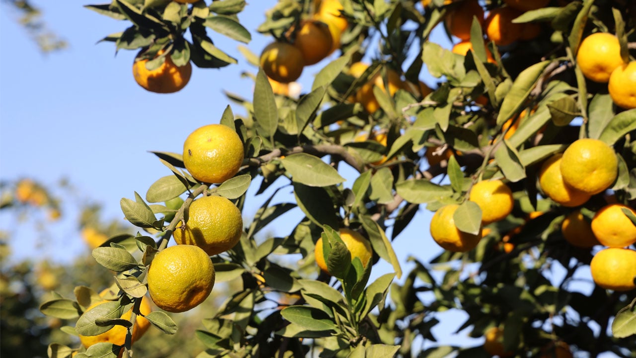 Foto - Fiyatı 2 TL'ye düştü! Tonlarca mandalina bedava dağıtıldı