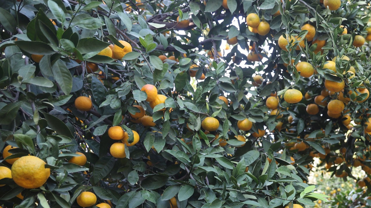 Foto - Fiyatı 2 TL'ye düştü! Tonlarca mandalina bedava dağıtıldı