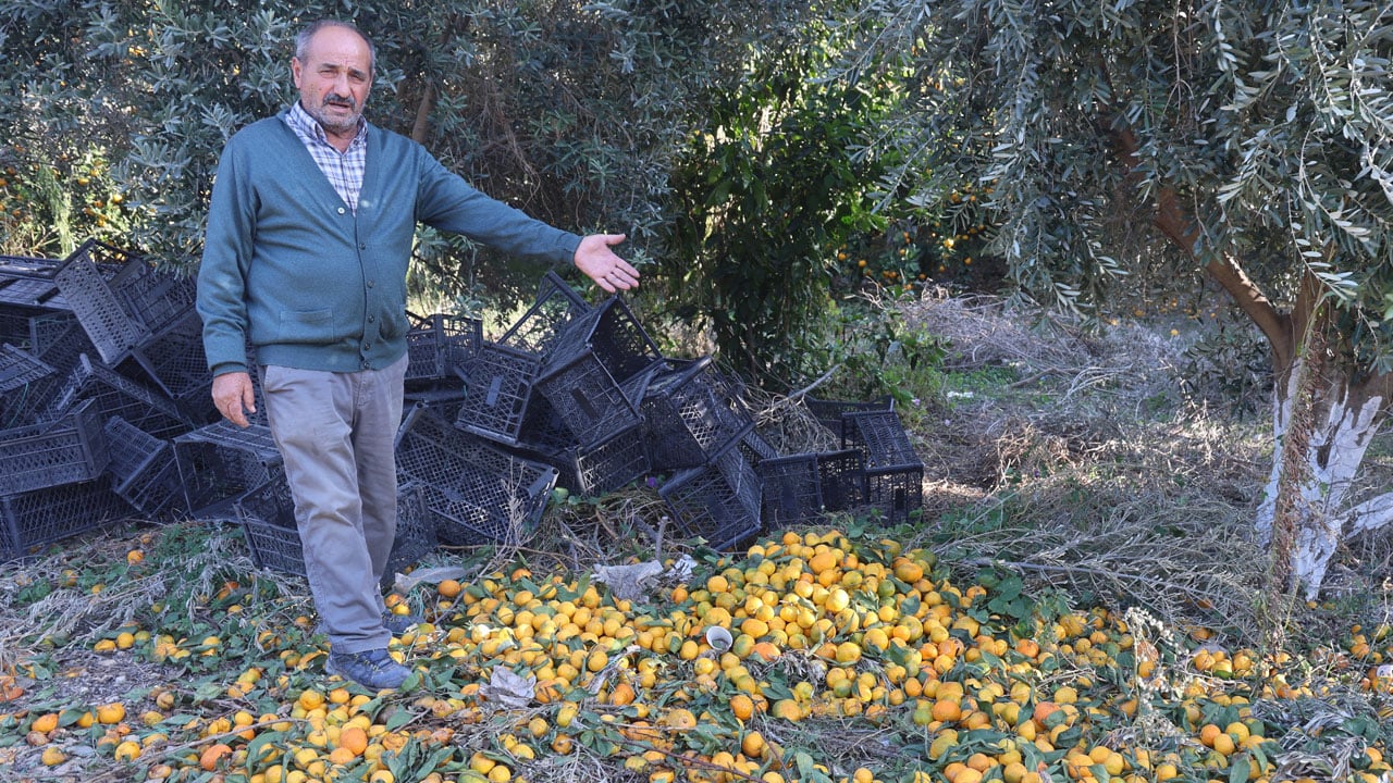 Foto - Fiyatı 2 TL'ye düştü! Tonlarca mandalina bedava dağıtıldı