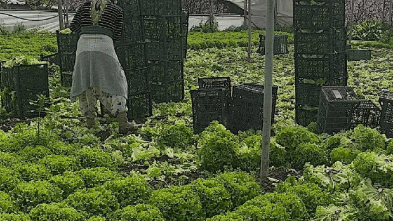 Fiyatı 30 liraya kadar yükseldi! Üretici bayram etti! 