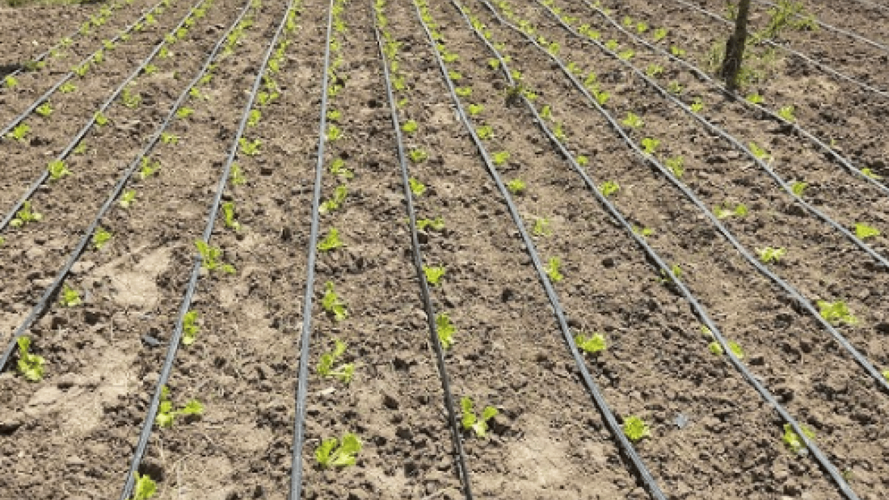 Foto - Fiyatı 30 liraya kadar yükseldi! Üretici bayram etti! 