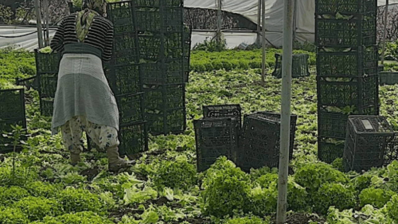 Foto - Fiyatı 30 liraya kadar yükseldi! Üretici bayram etti! 