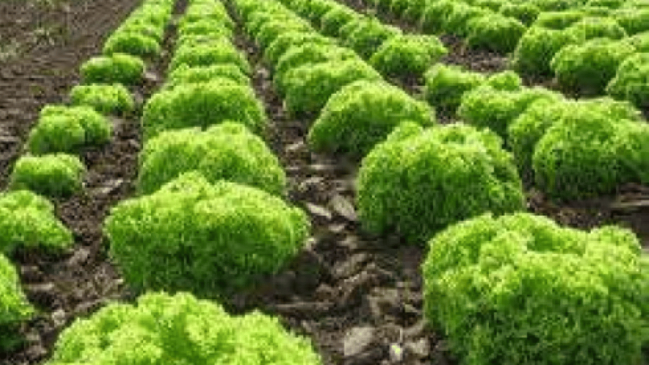 Foto - Fiyatı 30 liraya kadar yükseldi! Üretici bayram etti! 