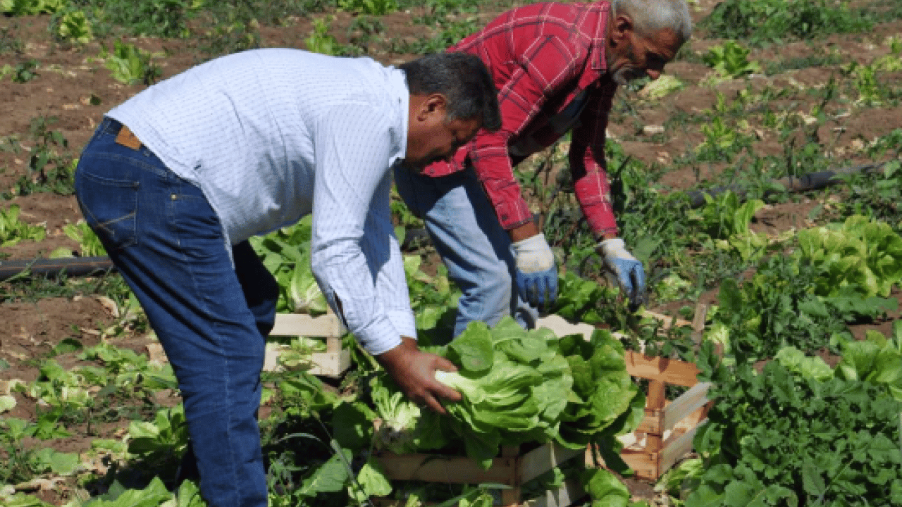Foto - Fiyatı 30 liraya kadar yükseldi! Üretici bayram etti! 
