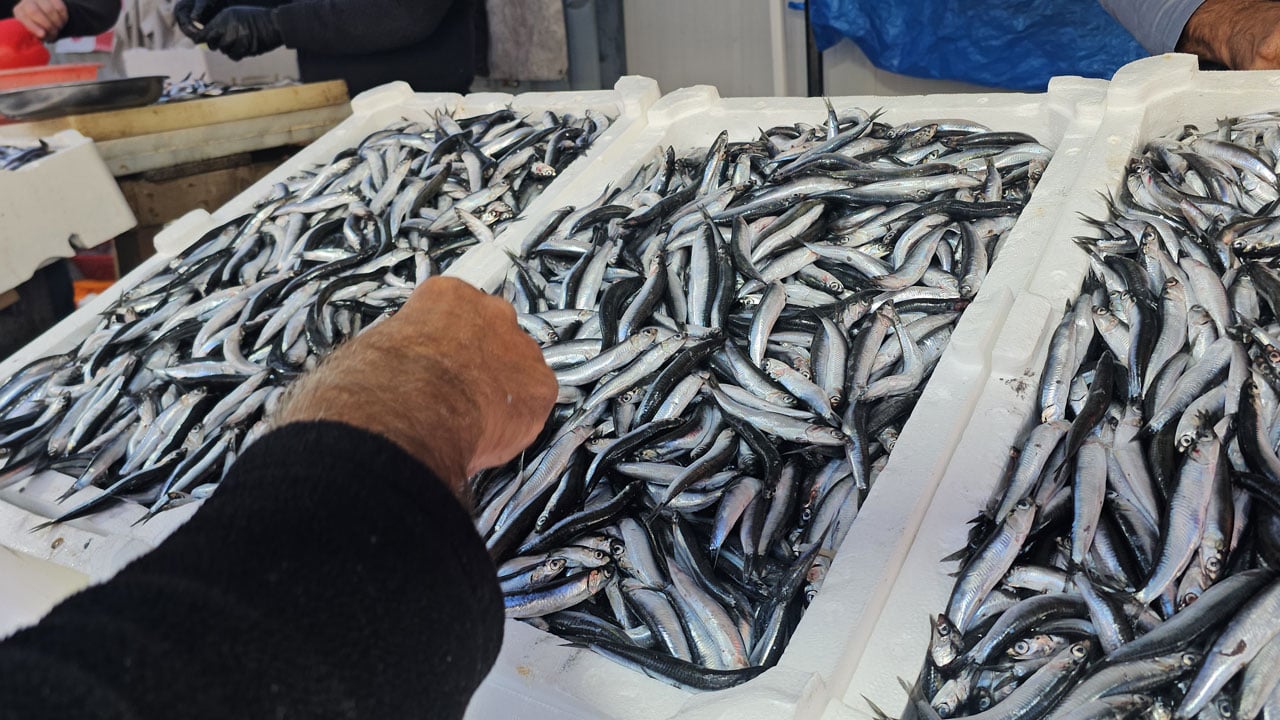 Foto - Fiyatı dibe vurdu! Hamsi kuyruğu uzadıkça uzadı
