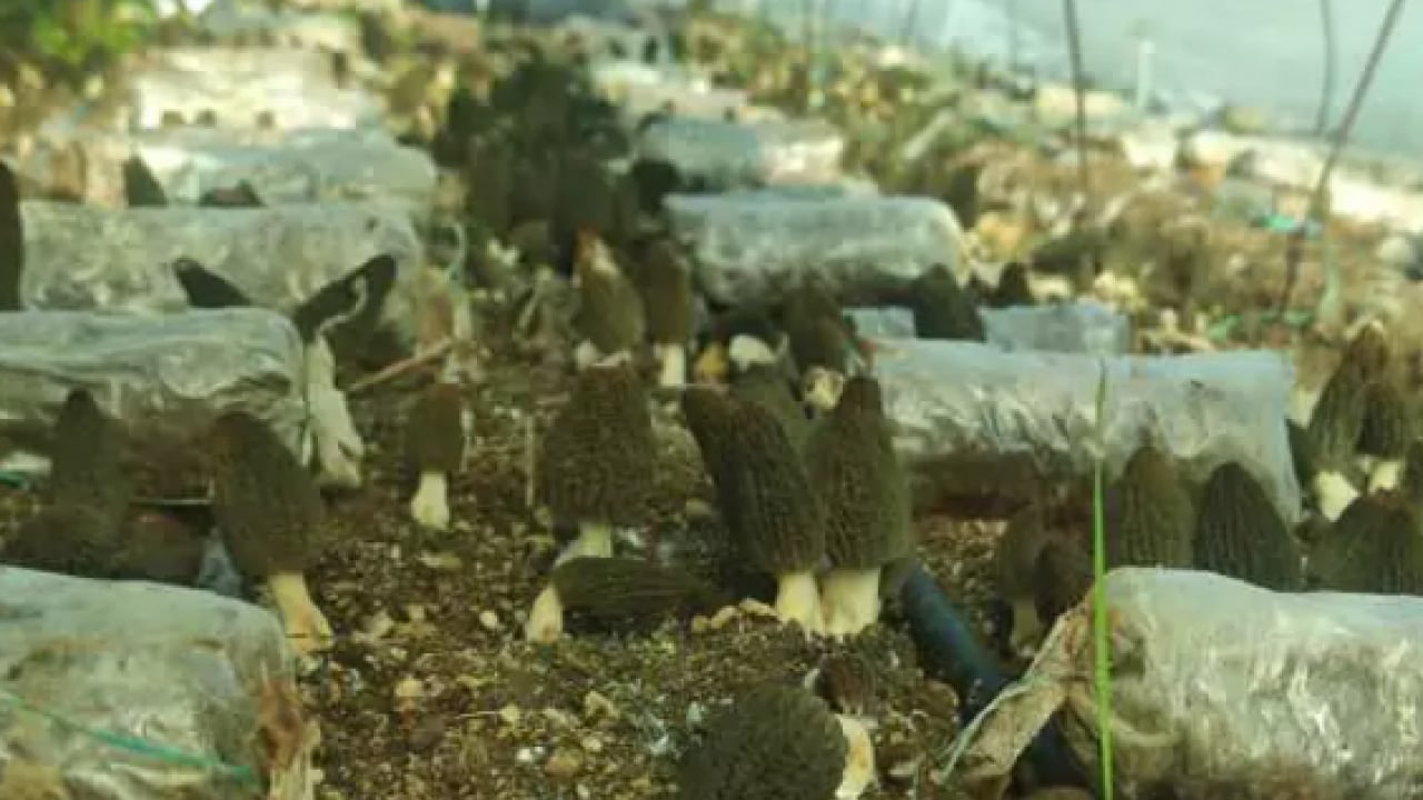 Foto - Fiyatını duyan şaşıp kalıyor! Çiftçilerin üretmesine izin verildi!