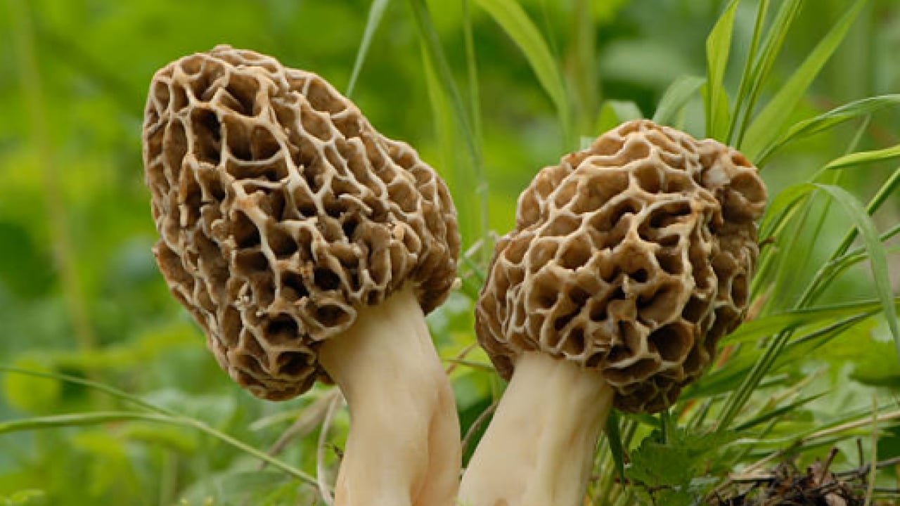 Foto - Fiyatını duyan şaşıp kalıyor! Çiftçilerin üretmesine izin verildi!