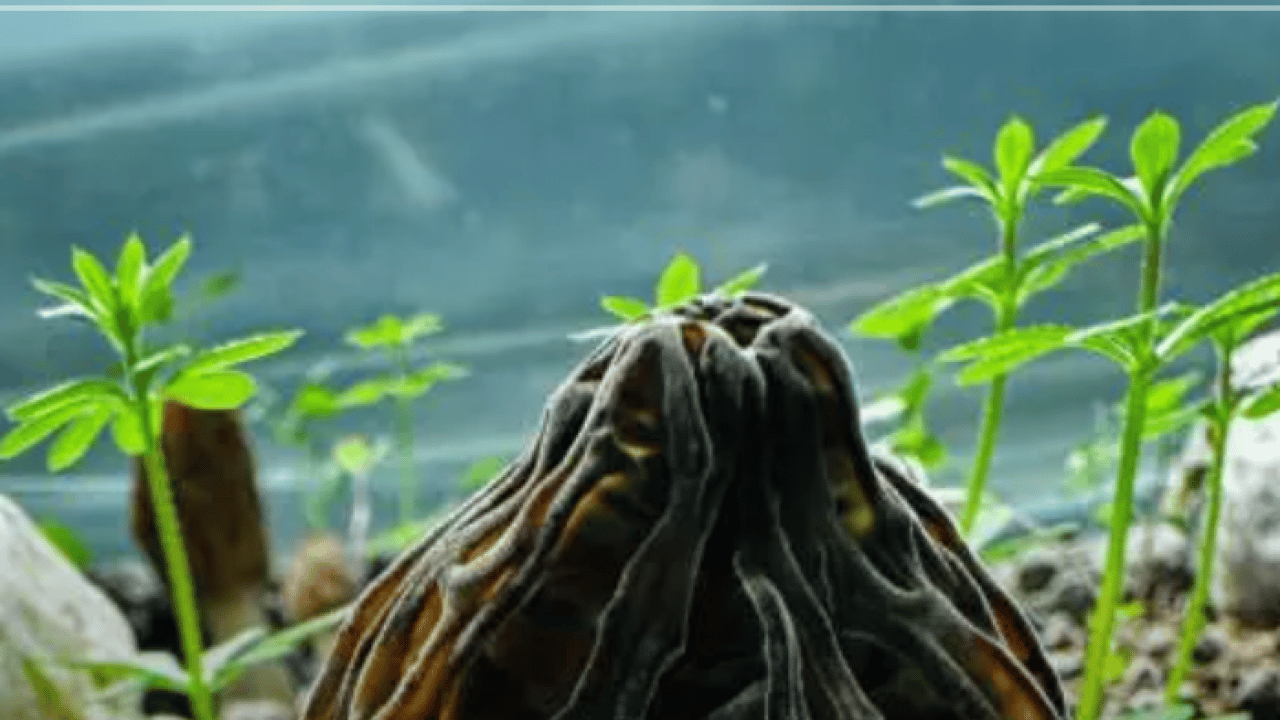 Fiyatını duyan şaşıp kalıyor! Çiftçilerin üretmesine izin verildi!