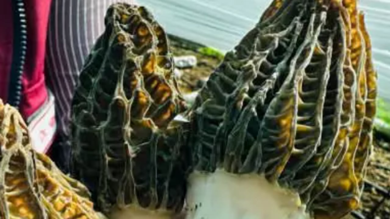 Foto - Fiyatını duyan şaşıp kalıyor! Çiftçilerin üretmesine izin verildi!