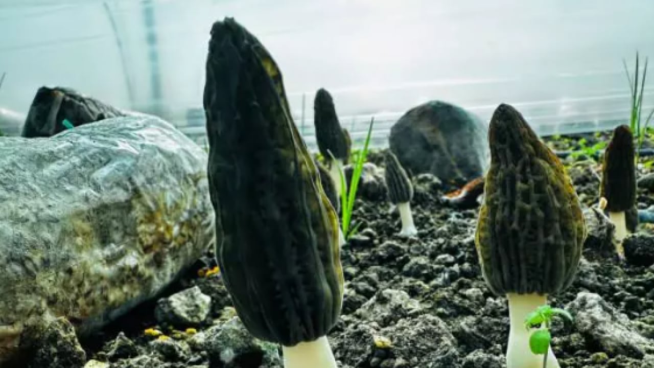 Foto - Fiyatını duyan şaşıp kalıyor! Çiftçilerin üretmesine izin verildi!