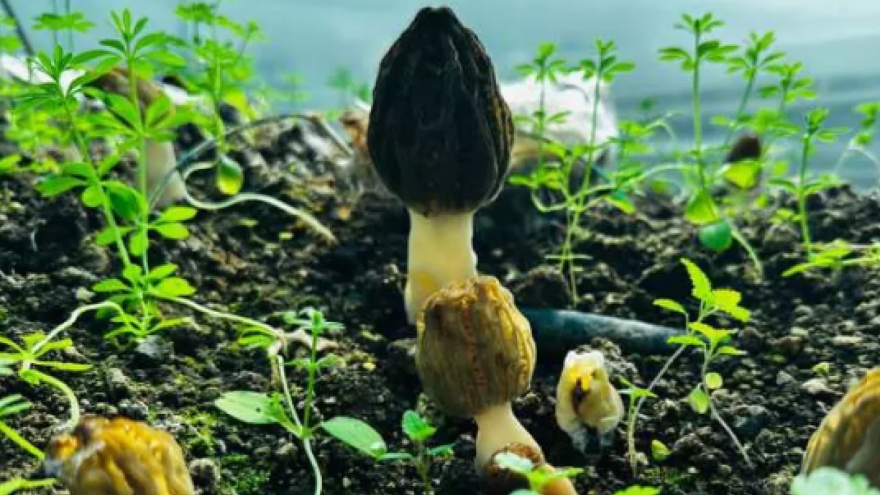 Foto - Fiyatını duyan şaşıp kalıyor! Çiftçilerin üretmesine izin verildi!