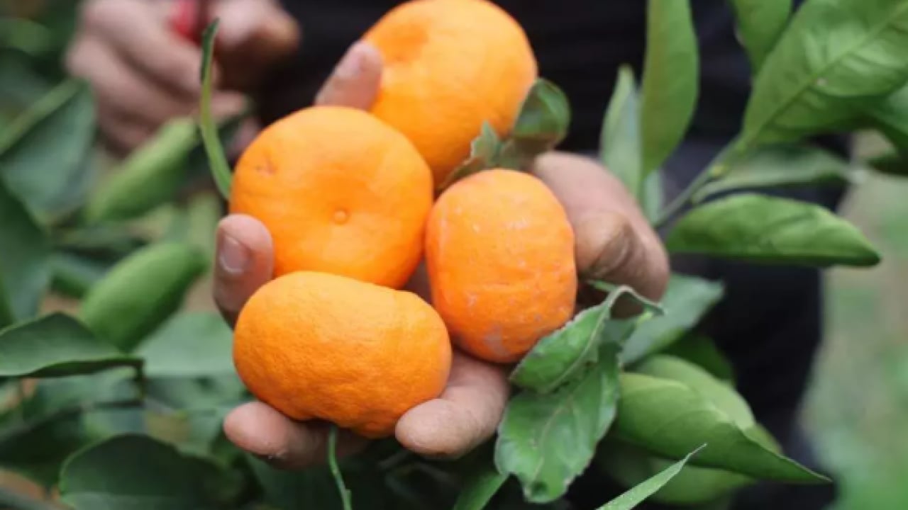 Foto - Fiyatlara tepki gösterdiler: Tarlada 2 TL markette 35 TL!