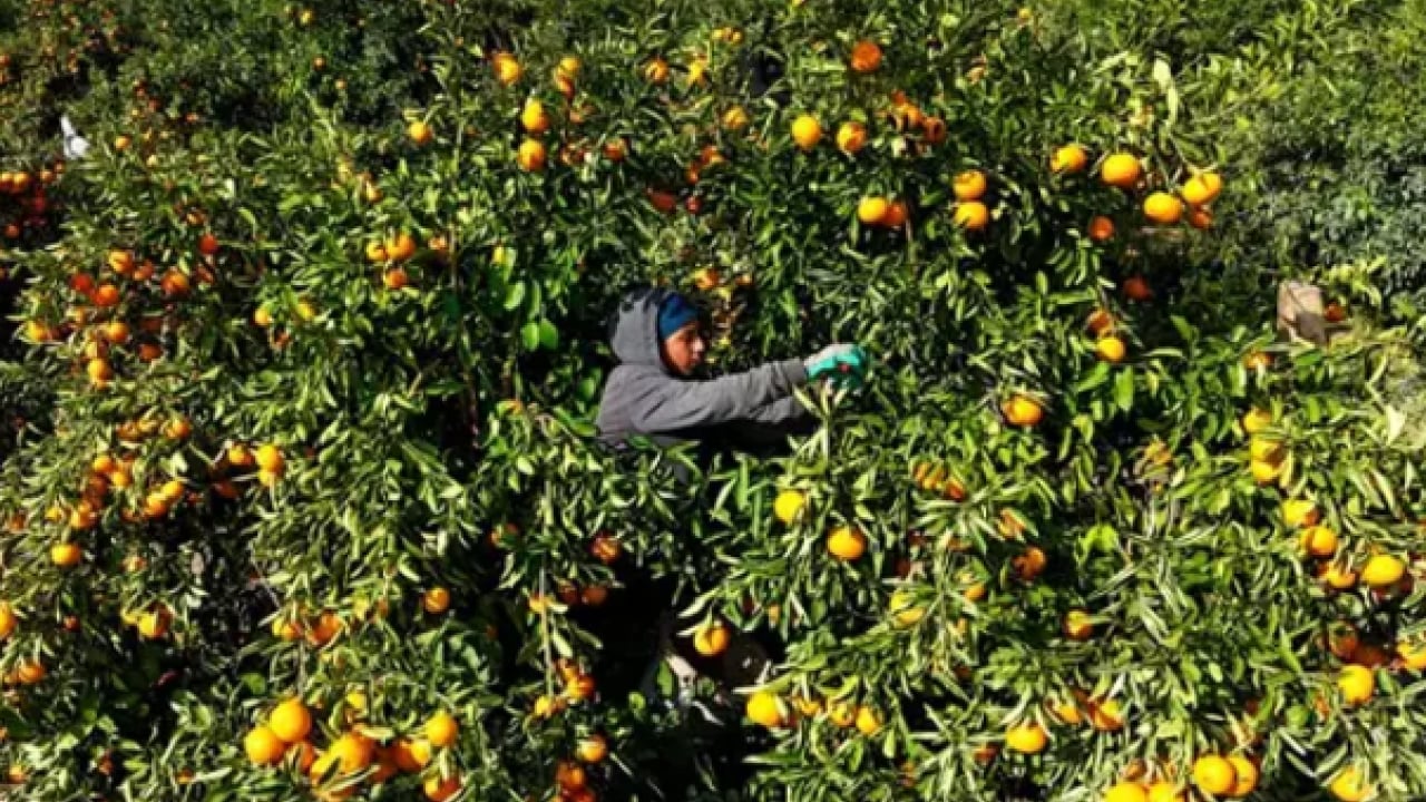 Foto - Fiyatlara tepki gösterdiler: Tarlada 2 TL markette 35 TL!