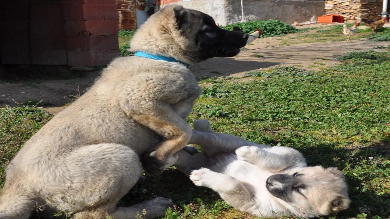 Fizyoterapist gençten Sivas kangalı üretimi