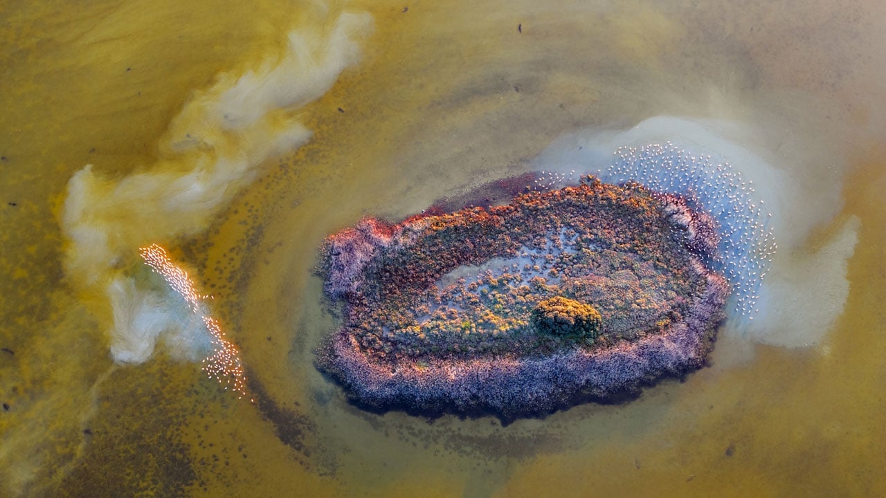 Foto - Flamingolar Adana'yı çok sevdi! Göç zamanı geldi ama gitmediler