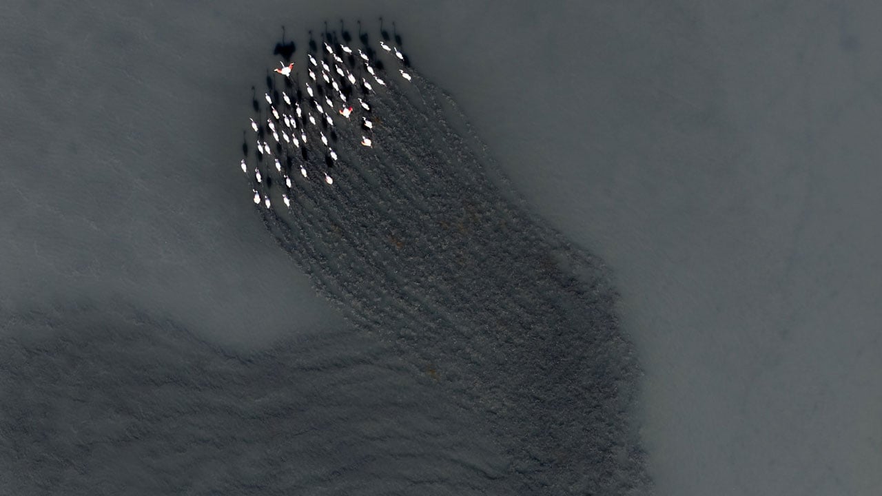 Foto - Flamingolar Adana'yı çok sevdi! Göç zamanı geldi ama gitmediler