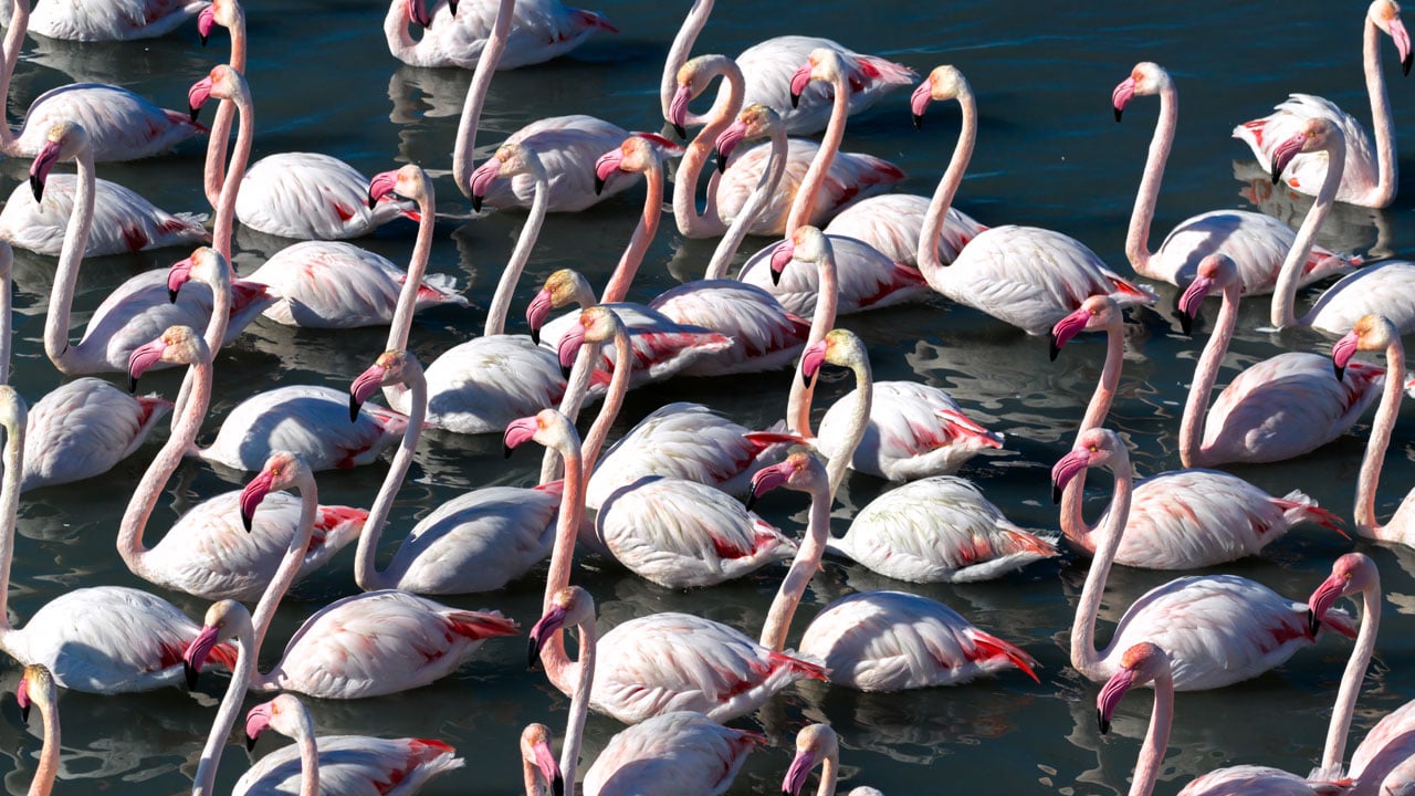 Foto - Flamingolar Adana'yı çok sevdi! Göç zamanı geldi ama gitmediler