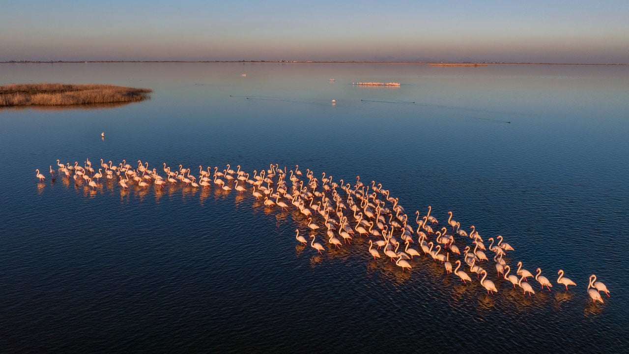 Foto - Flamingolar Adana'yı çok sevdi! Göç zamanı geldi ama gitmediler