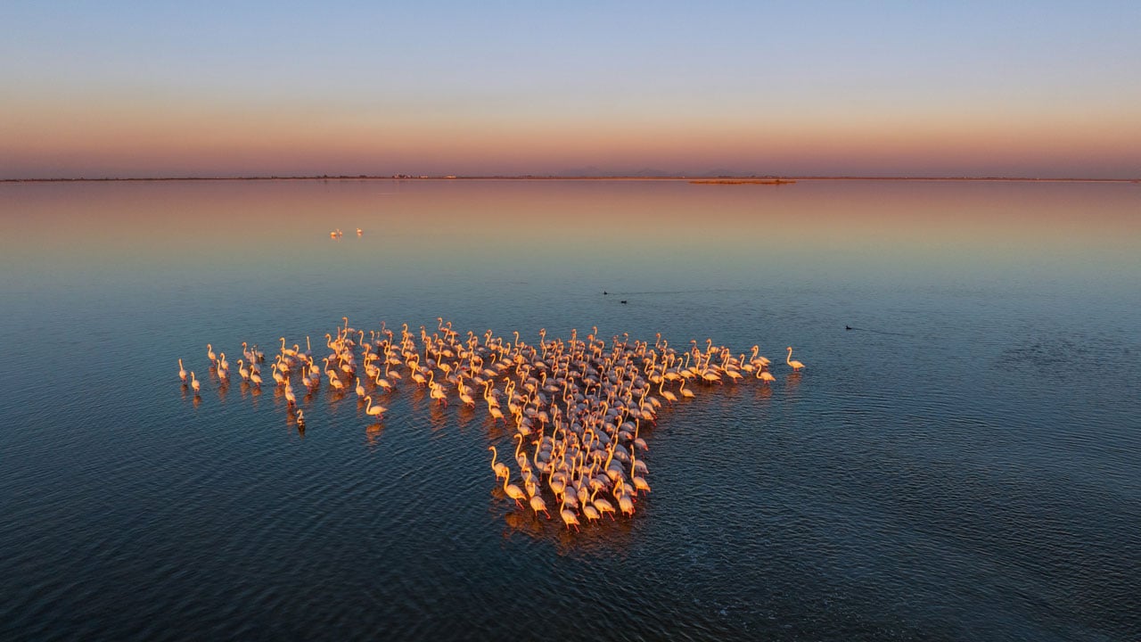 Foto - Flamingolar Adana'yı çok sevdi! Göç zamanı geldi ama gitmediler