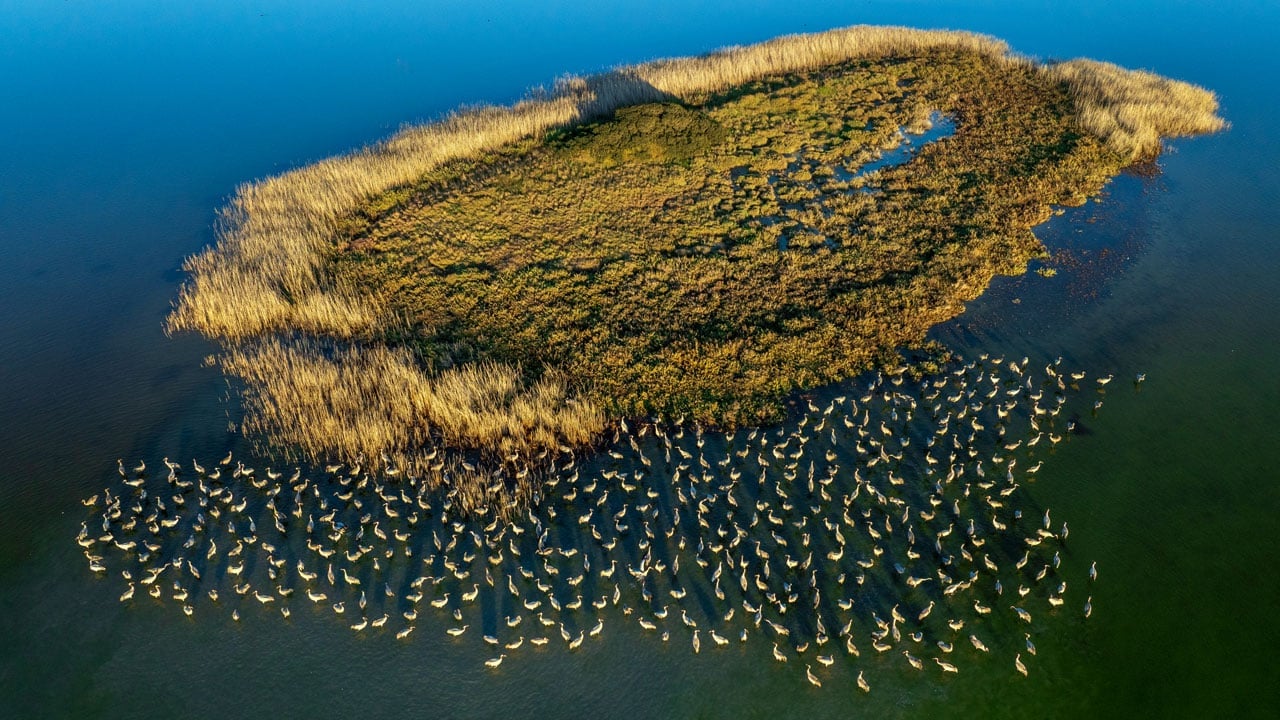 Flamingolar Adana'yı çok sevdi! Göç zamanı geldi ama gitmediler