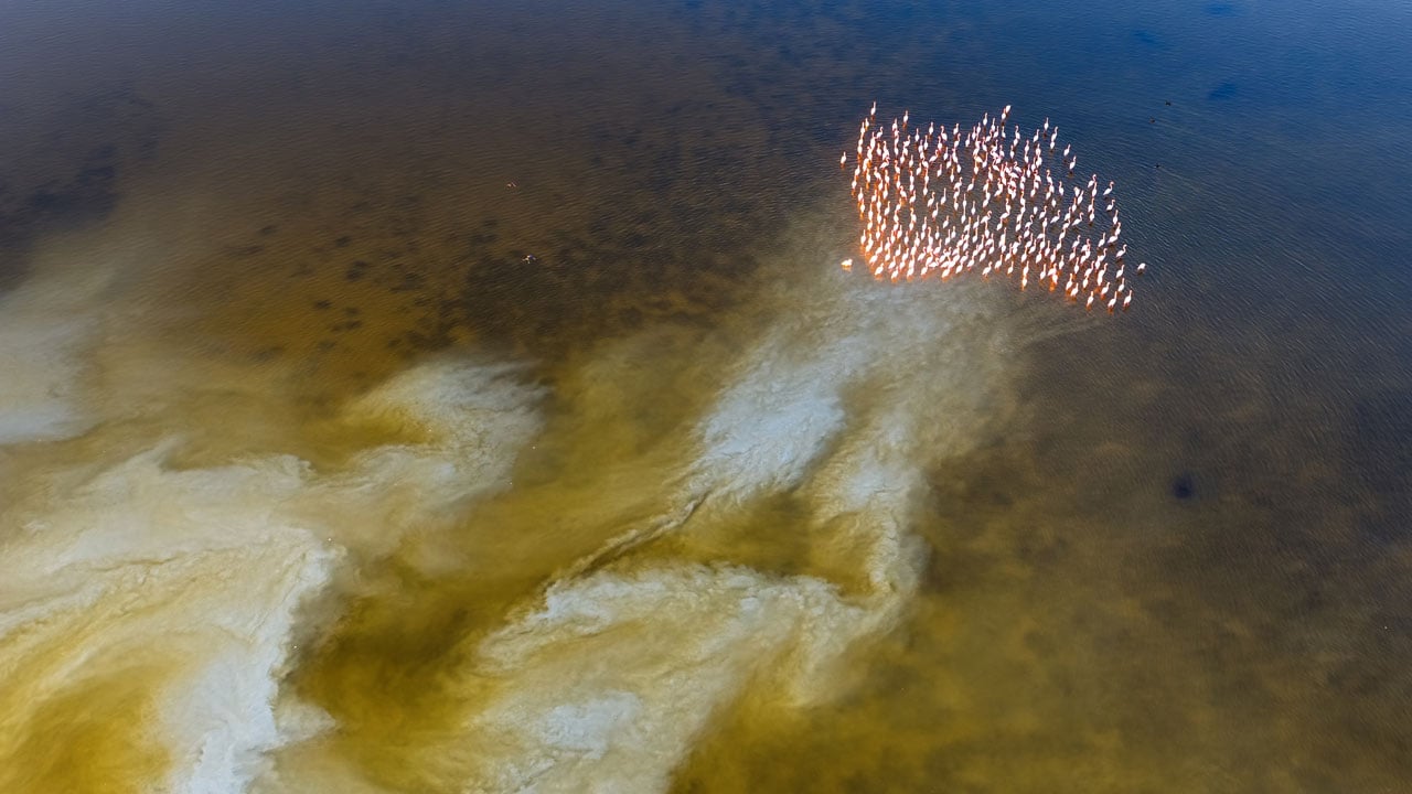 Foto - Flamingolar Adana'yı çok sevdi! Göç zamanı geldi ama gitmediler