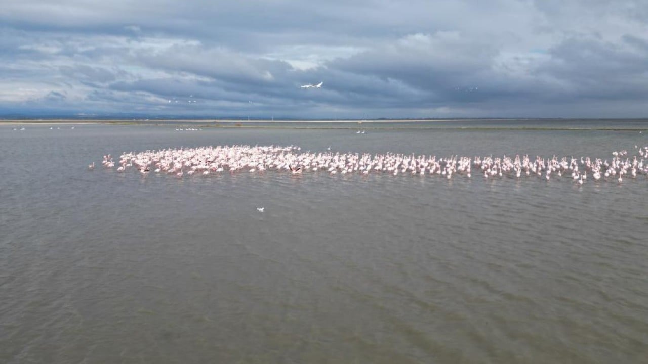 Foto - Flamingolardan pembe şölen