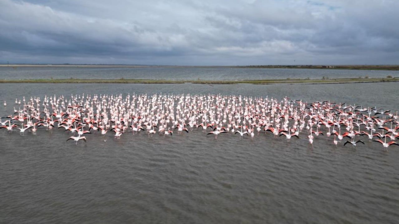 Foto - Flamingolardan pembe şölen