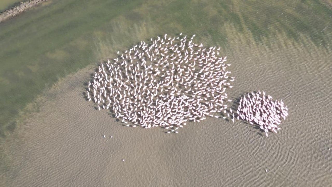 Foto - Flamingolardan pembe şölen