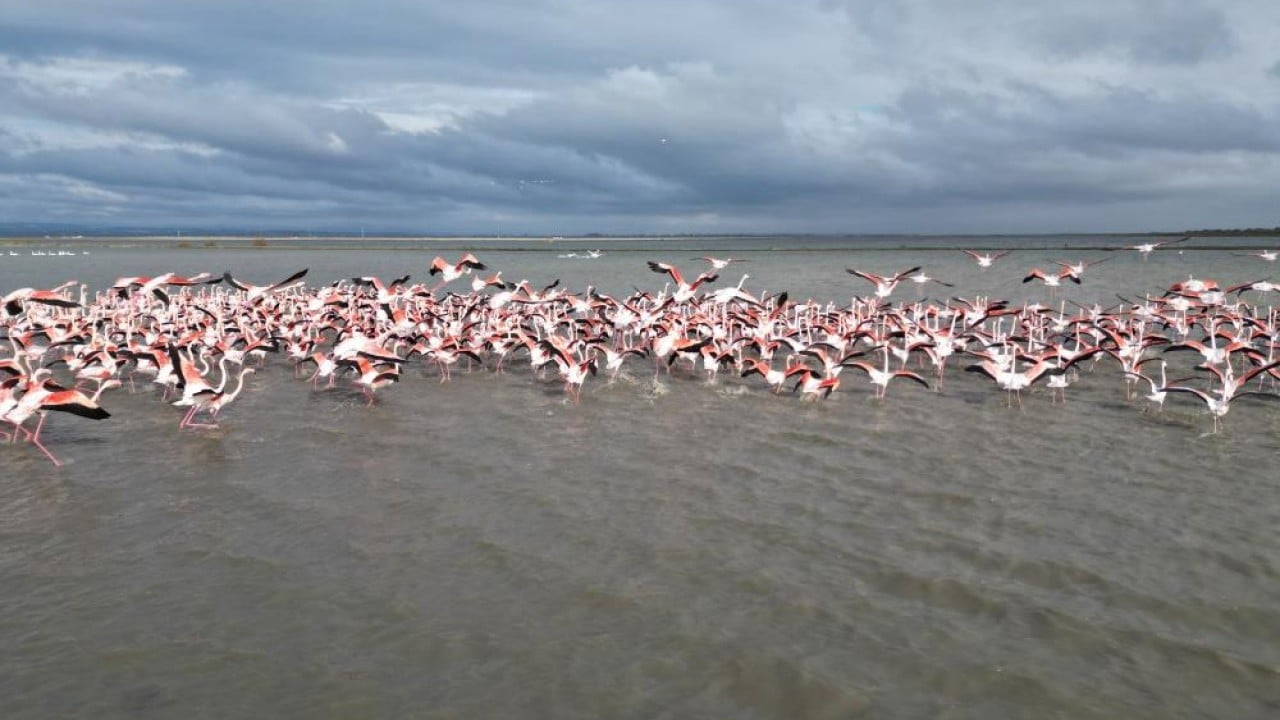 Flamingolardan pembe şölen