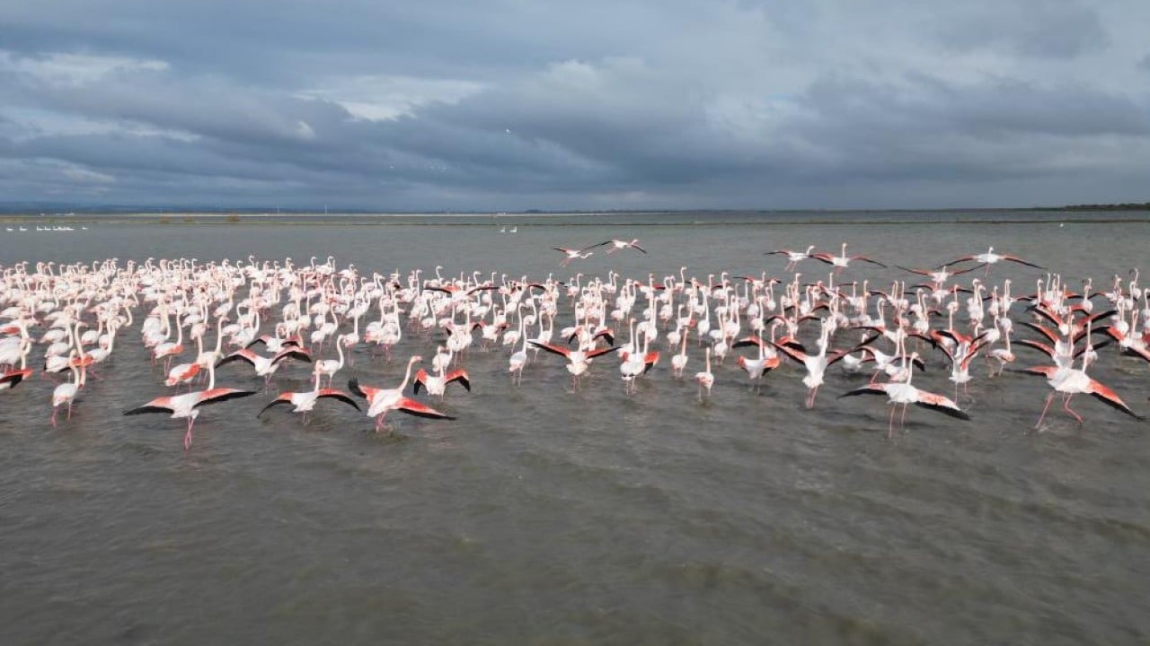Foto - Flamingolardan pembe şölen