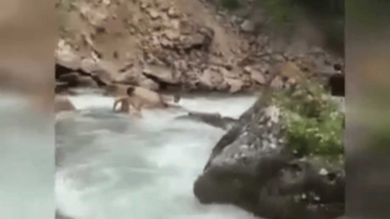 Foto - Fotoğraf sevdası acı bitti! Uzungöl'de derede can pazarı!