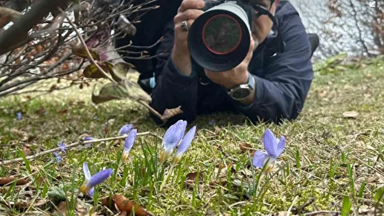 Foto - Fotoğrafçılar nadide çiçeğin peşine düştü: Dünyada sadece burada yetişiyor