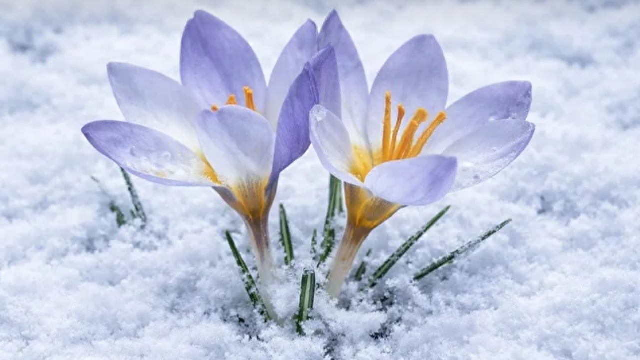Foto - Fotoğrafçılar nadide çiçeğin peşine düştü: Dünyada sadece burada yetişiyor