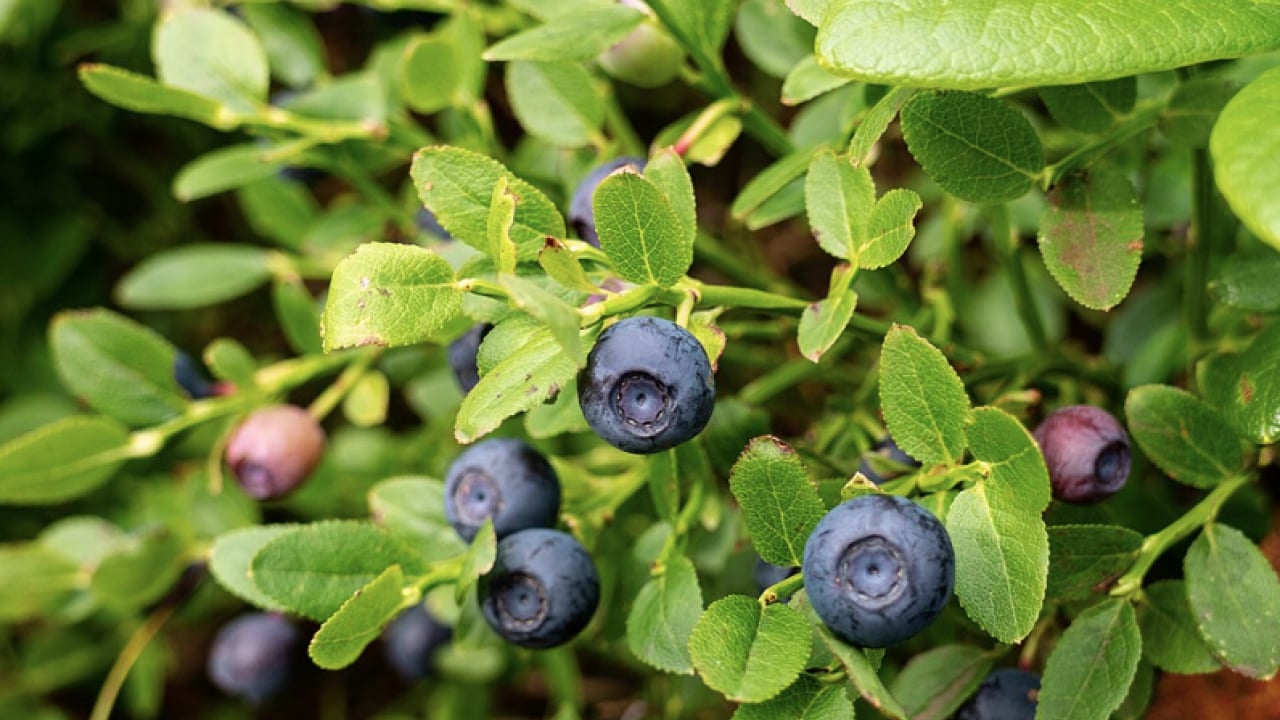 Foto - Fundagillerden, insülinin karşısında nöbet tutuyor! Dikkat çekici bir meyve! Ciddi bir zararı yoktur ama...