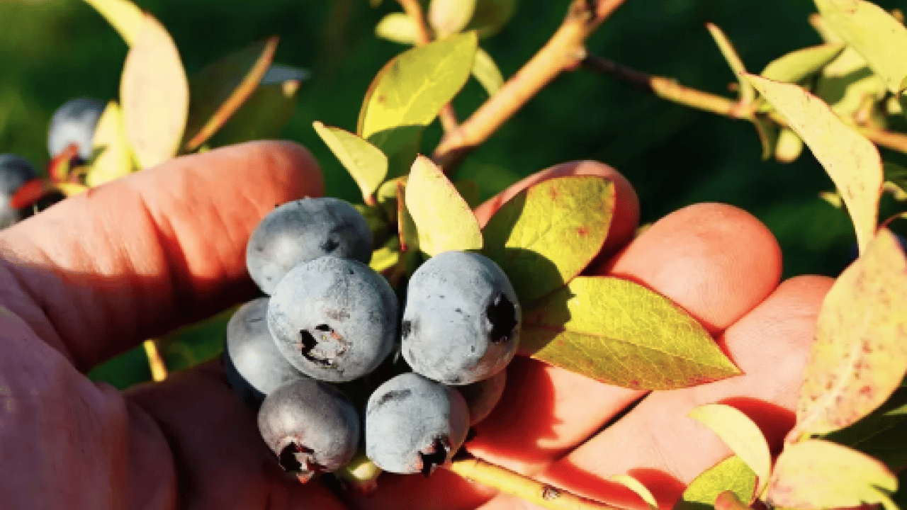 Foto - Fundagillerden, insülinin karşısında nöbet tutuyor! Dikkat çekici bir meyve! Ciddi bir zararı yoktur ama...