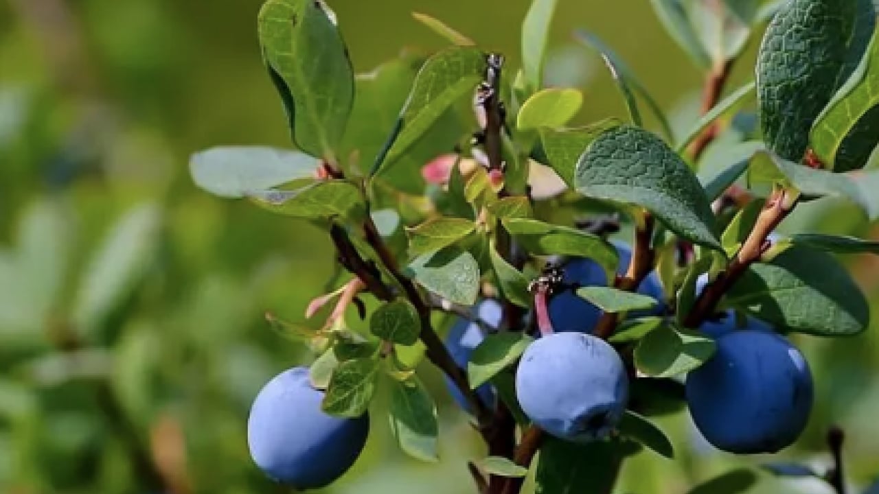Foto - Fundagillerden, insülinin karşısında nöbet tutuyor! Dikkat çekici bir meyve! Ciddi bir zararı yoktur ama...