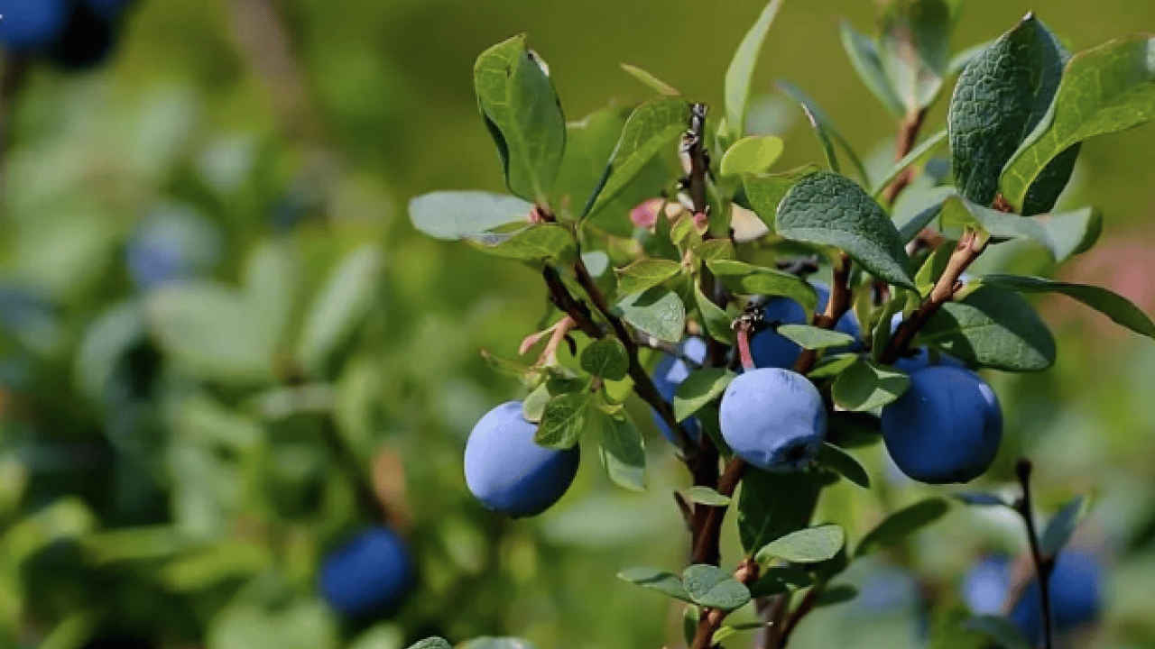 Foto - Fundagillerden, insülinin karşısında nöbet tutuyor! Dikkat çekici bir meyve! Ciddi bir zararı yoktur ama...