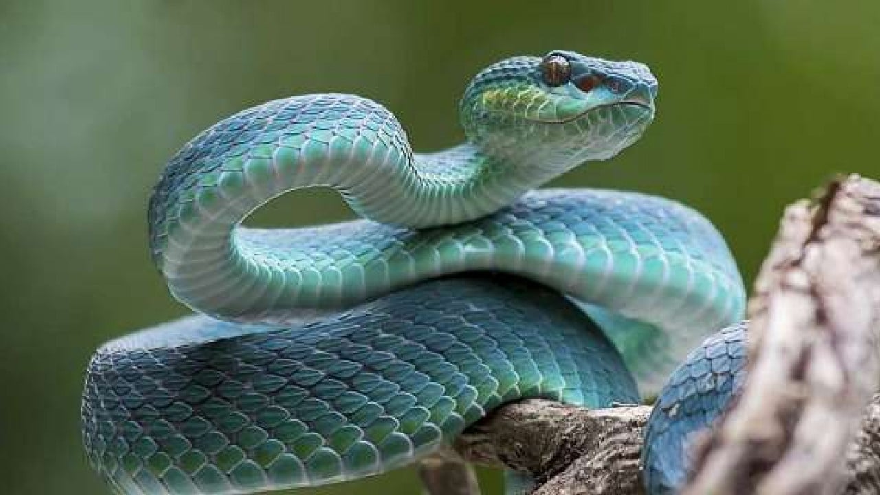 Foto - Garip keşif: Yılan idrarı sıvı değil!