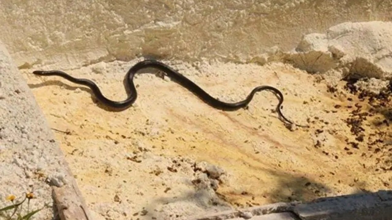 Foto - Garip keşif: Yılan idrarı sıvı değil!
