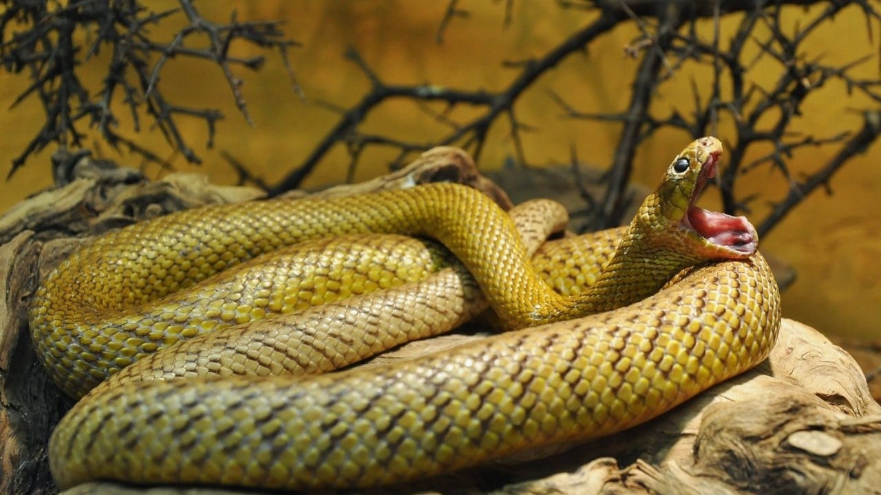 Foto - Garip keşif: Yılan idrarı sıvı değil!