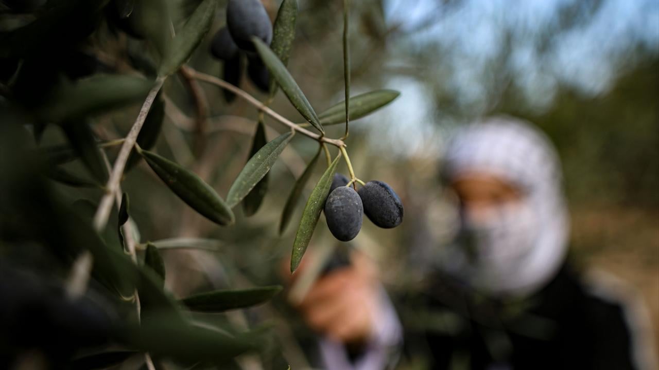Foto - Gazze iki yıl aradan sonra ilk hasadını yaptı: Zeytin sevindirdi... Zarar yüzde 85'e yükseldi! UNRWA paylaştı