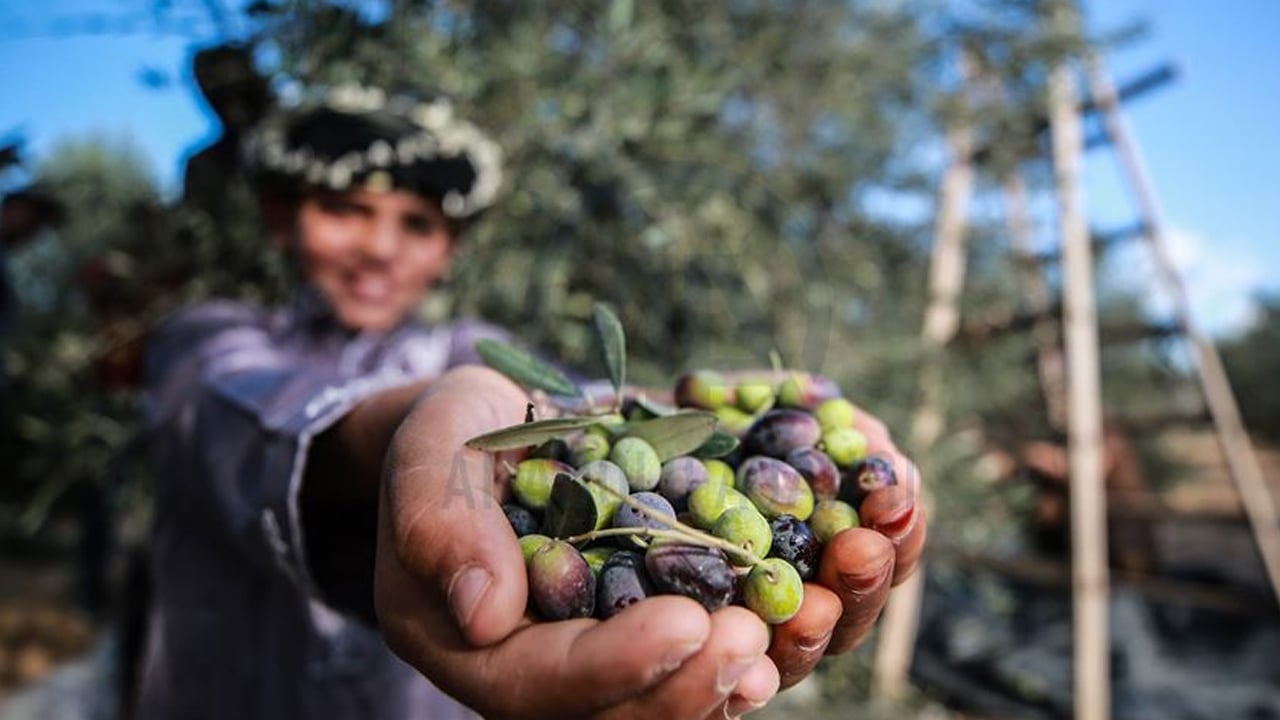 Foto - Gazze iki yıl aradan sonra ilk hasadını yaptı: Zeytin sevindirdi... Zarar yüzde 85'e yükseldi! UNRWA paylaştı