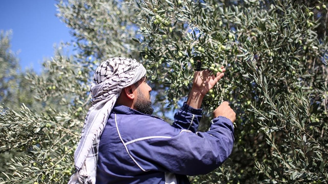Foto - Gazze iki yıl aradan sonra ilk hasadını yaptı: Zeytin sevindirdi... Zarar yüzde 85'e yükseldi! UNRWA paylaştı