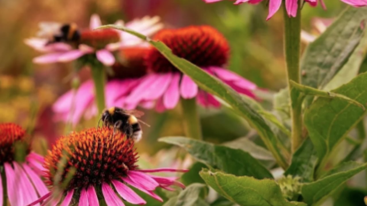 Foto - Ekinezya çayı içen mışıl mışıl uyuyor: Gece gündüz uyanık kalanlar: Anksiyeteyi yatıştırıyor! 