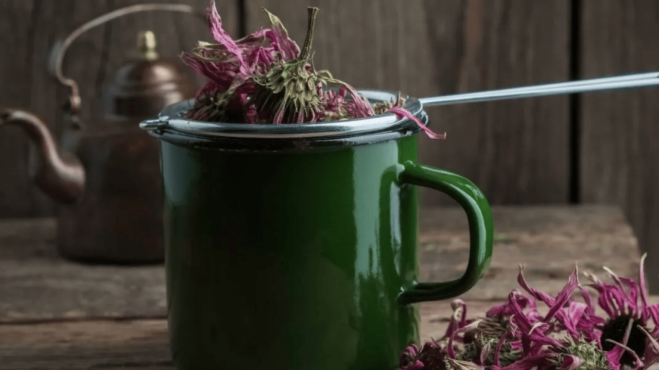 Foto - Ekinezya çayı içen mışıl mışıl uyuyor: Gece gündüz uyanık kalanlar: Anksiyeteyi yatıştırıyor! 