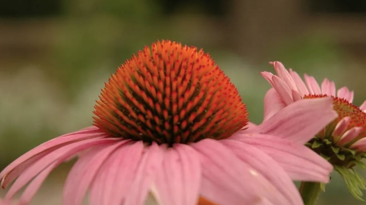 Foto - Ekinezya çayı içen mışıl mışıl uyuyor: Gece gündüz uyanık kalanlar: Anksiyeteyi yatıştırıyor! 